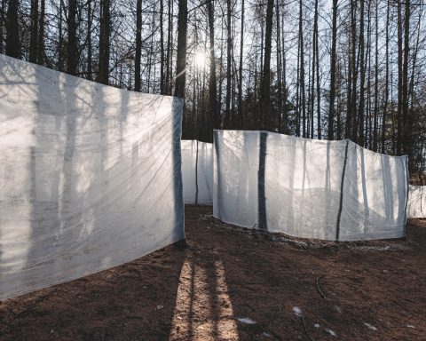 Ice walls winding between the trees of a sunlit forest slope at Jinshanling