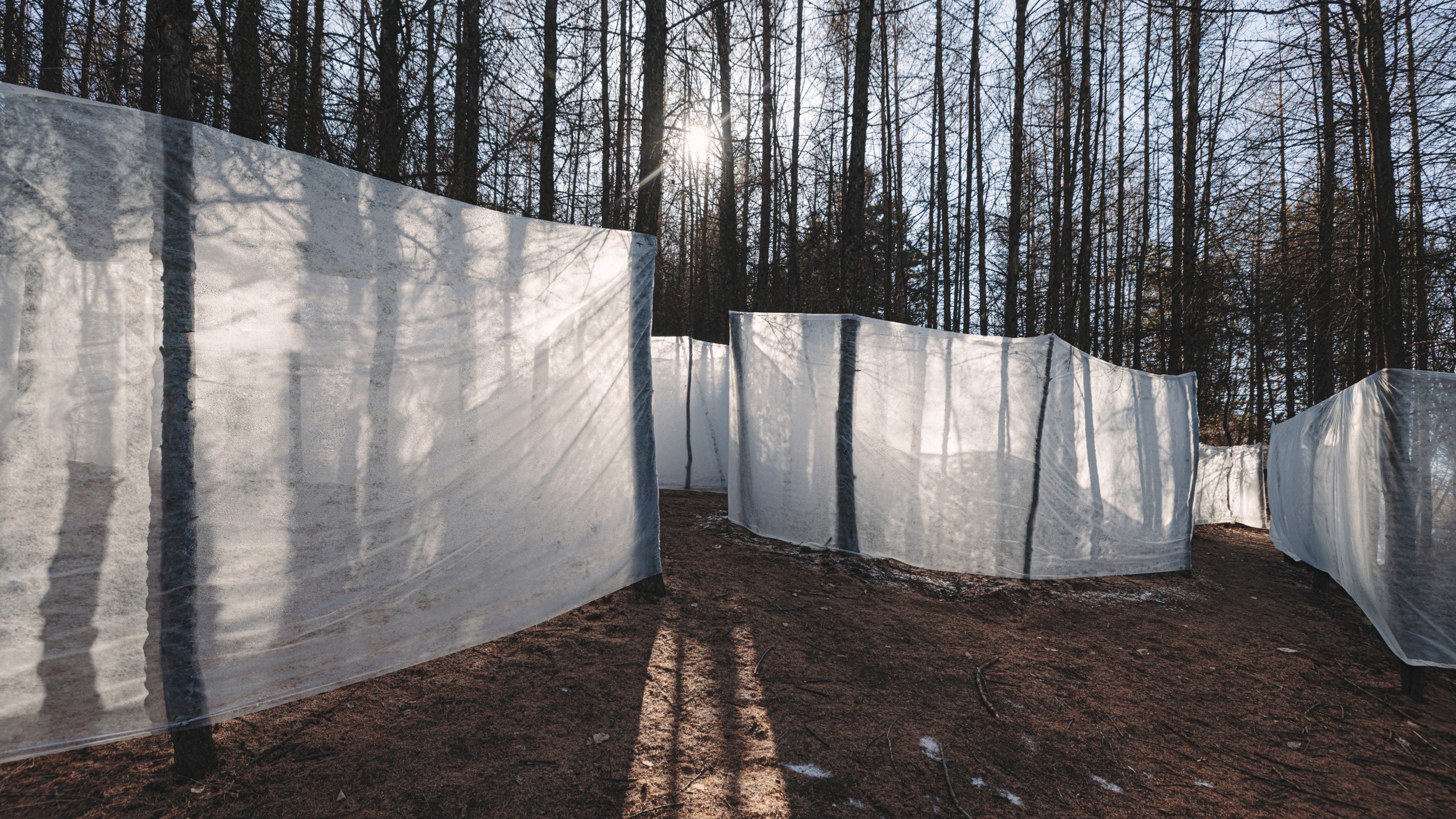 Ice walls winding between the trees of a sunlit forest slope at Jinshanling