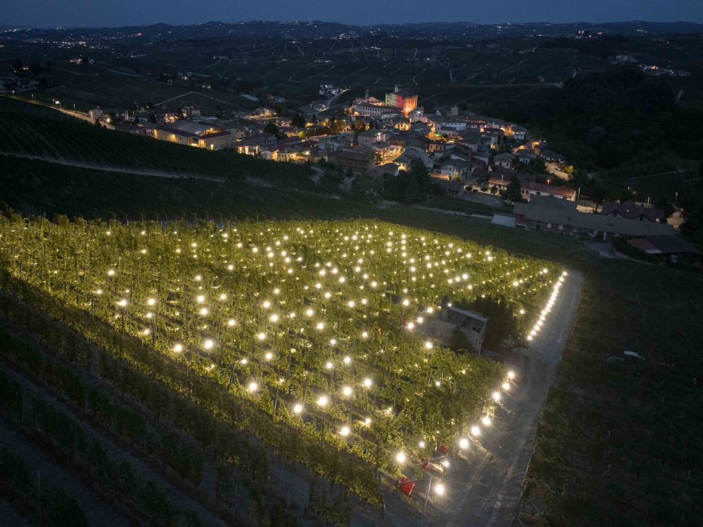 Terlo Night Harvest by Emilio Ferro, Terlo vineyard, Barolo