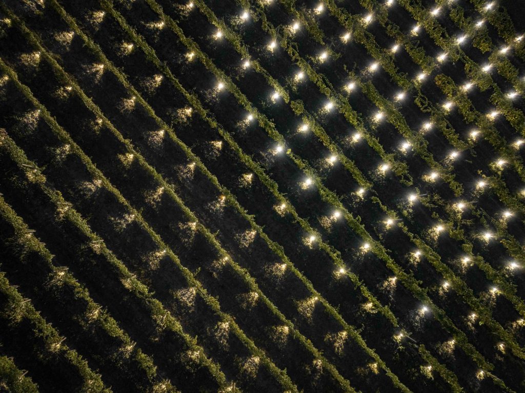 Terlo Night Harvest by Emilio Ferro, Terlo vineyard, Barolo