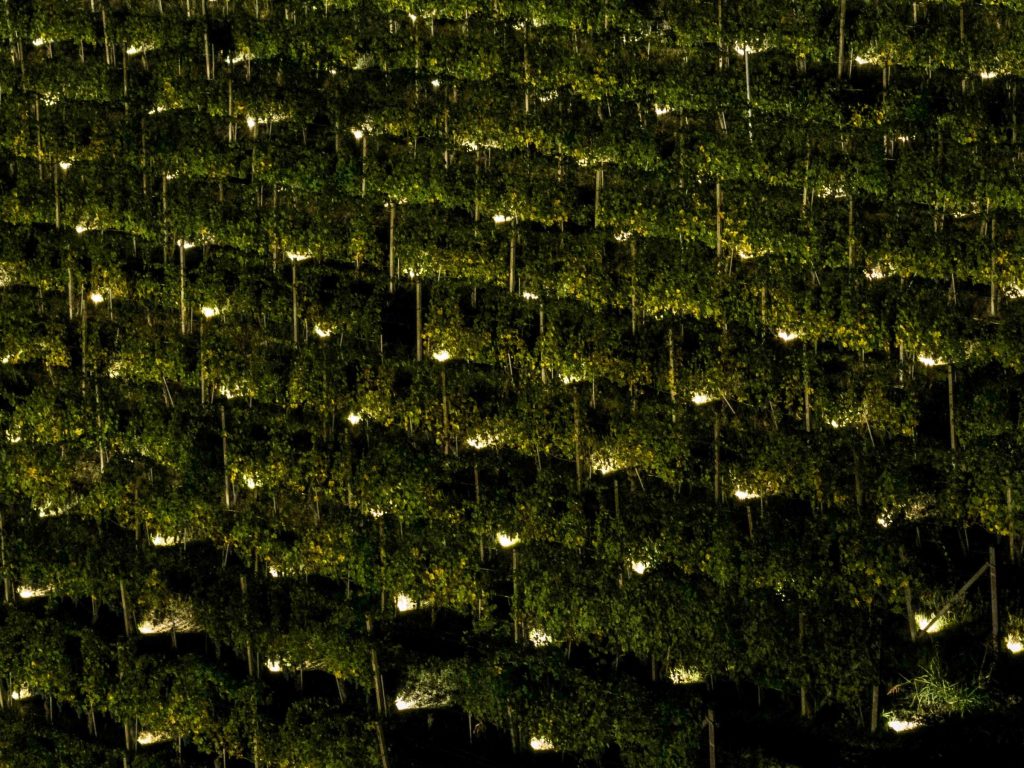 Terlo Night Harvest by Emilio Ferro, Terlo vineyard, Barolo