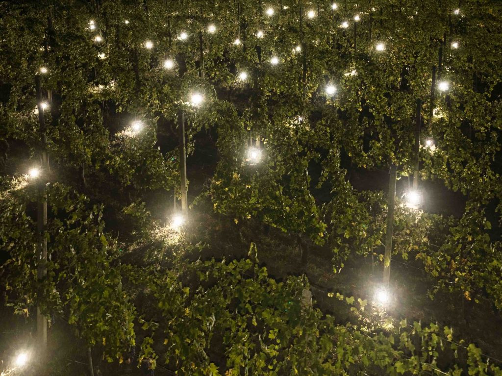 Terlo Night Harvest by Emilio Ferro, Terlo vineyard, Barolo